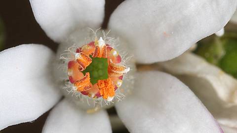 Fotografia da espécie Eriostemon myoporoides