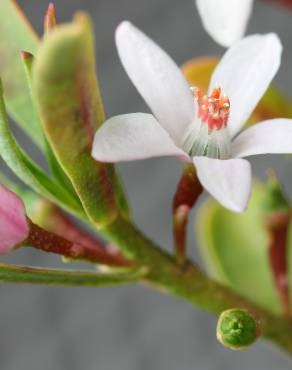 Fotografia 9 da espécie Eriostemon myoporoides no Jardim Botânico UTAD