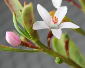 Fotografia da espécie Eriostemon myoporoides