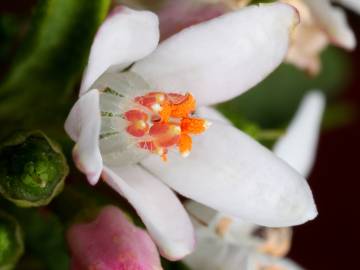 Fotografia da espécie Eriostemon myoporoides