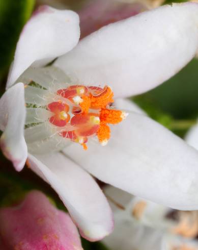 Fotografia de capa Eriostemon myoporoides - do Jardim Botânico