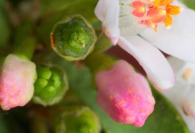 Fotografia da espécie Eriostemon myoporoides