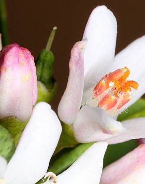 Fotografia 12 da espécie Eriostemon myoporoides no Jardim Botânico UTAD