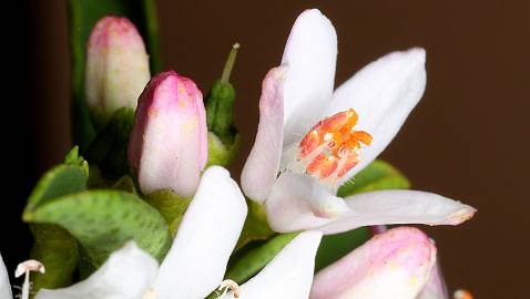 Fotografia da espécie Eriostemon myoporoides