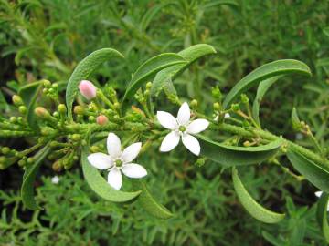 Fotografia da espécie Eriostemon myoporoides