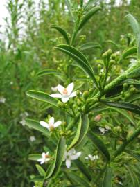 Fotografia da espécie Eriostemon myoporoides