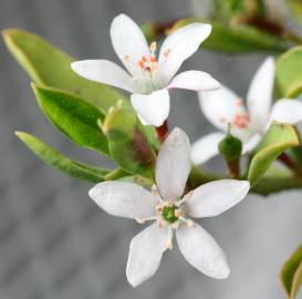 Fotografia da espécie Eriostemon myoporoides