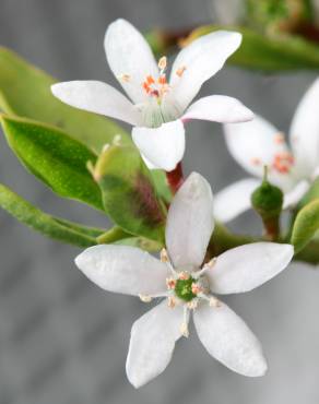 Fotografia 15 da espécie Eriostemon myoporoides no Jardim Botânico UTAD