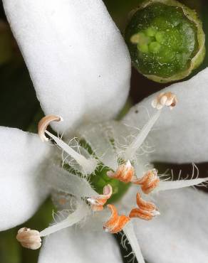 Fotografia 17 da espécie Eriostemon myoporoides no Jardim Botânico UTAD