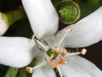 Fotografia da espécie Eriostemon myoporoides