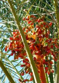 Fotografia da espécie Phoenix dactylifera