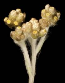 Fotografia da espécie Helichrysum luteoalbum