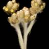 Fotografia 2 da espécie Helichrysum luteoalbum do Jardim Botânico UTAD