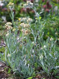 Fotografia da espécie Helichrysum luteoalbum