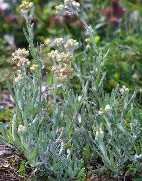 Fotografia 3 da espécie Helichrysum luteoalbum no Jardim Botânico UTAD