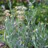 Fotografia 3 da espécie Helichrysum luteoalbum do Jardim Botânico UTAD