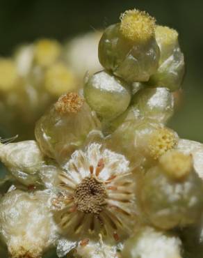 Fotografia 4 da espécie Helichrysum luteoalbum no Jardim Botânico UTAD