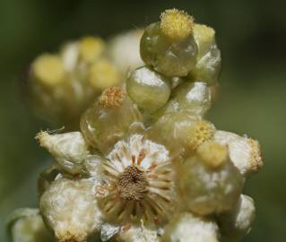 Fotografia da espécie Helichrysum luteoalbum