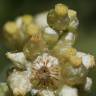 Fotografia 4 da espécie Helichrysum luteoalbum do Jardim Botânico UTAD