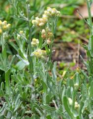 Helichrysum luteoalbum