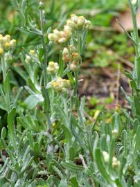 Fotografia da espécie Helichrysum luteoalbum