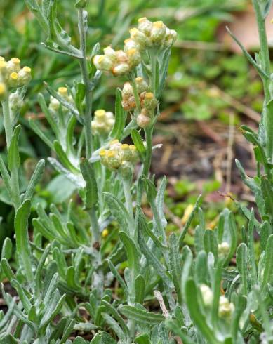Fotografia de capa Helichrysum luteoalbum - do Jardim Botânico