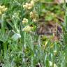 Fotografia 1 da espécie Helichrysum luteoalbum do Jardim Botânico UTAD