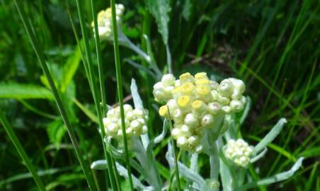 Fotografia da espécie Helichrysum luteoalbum