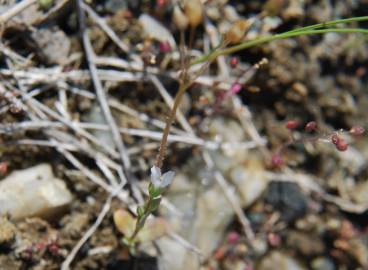 Fotografia da espécie Holosteum umbellatum