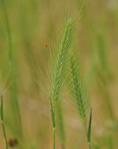 Fotografia de capa Hordeum geniculatum - do Jardim Botânico