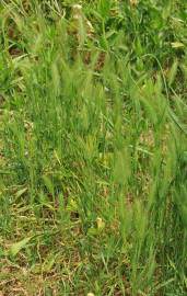 Fotografia da espécie Hordeum geniculatum