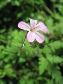 Fotografia da espécie Geranium robertianum subesp. robertianum