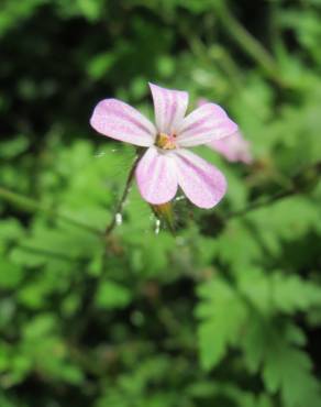 Fotografia 8 da espécie Geranium robertianum subesp. robertianum no Jardim Botânico UTAD