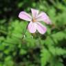 Fotografia 8 da espécie Geranium robertianum subesp. robertianum do Jardim Botânico UTAD