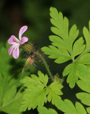 Fotografia 9 da espécie Geranium robertianum subesp. robertianum no Jardim Botânico UTAD