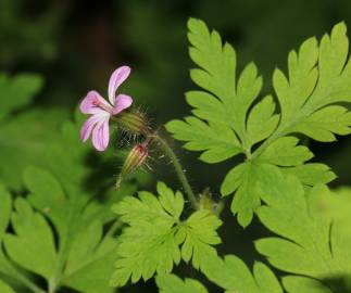 Fotografia da espécie Geranium robertianum subesp. robertianum