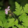 Fotografia 9 da espécie Geranium robertianum subesp. robertianum do Jardim Botânico UTAD