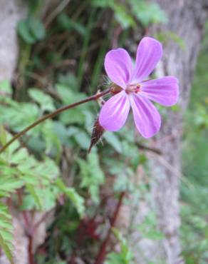 Fotografia 10 da espécie Geranium robertianum subesp. robertianum no Jardim Botânico UTAD