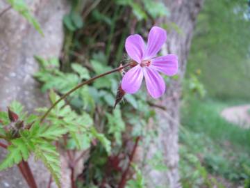 Fotografia da espécie Geranium robertianum subesp. robertianum