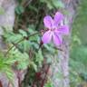 Fotografia 10 da espécie Geranium robertianum subesp. robertianum do Jardim Botânico UTAD