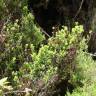 Fotografia 3 da espécie Myrsine africana do Jardim Botânico UTAD