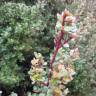Fotografia 1 da espécie Myrsine africana do Jardim Botânico UTAD