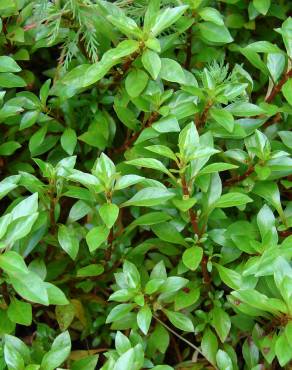 Fotografia 5 da espécie Ludwigia palustris no Jardim Botânico UTAD