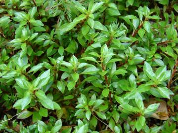 Fotografia da espécie Ludwigia palustris