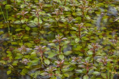 Fotografia da espécie Ludwigia palustris