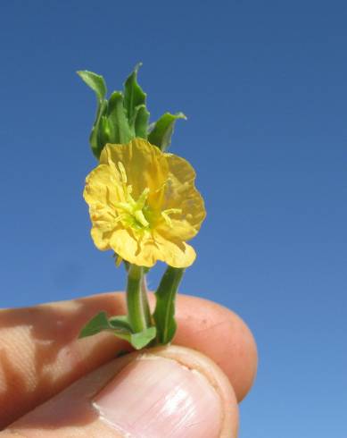 Fotografia de capa Oenothera indecora subesp. bonariensis - do Jardim Botânico