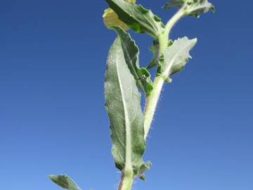 Fotografia da espécie Oenothera indecora subesp. bonariensis