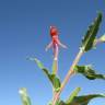 Fotografia 6 da espécie Oenothera indecora subesp. bonariensis do Jardim Botânico UTAD