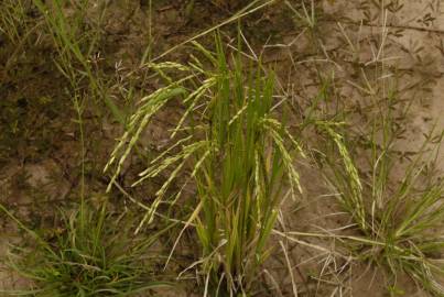 Fotografia da espécie Oryza sativa