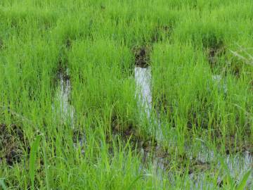 Fotografia da espécie Oryza sativa